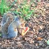 Park Slope Squirrel Folds Its Pizza Slice Like A Real New Yorker